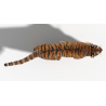 Animated Tiger: Animated Tiger 3D Model with Fur for Download - 149$ 