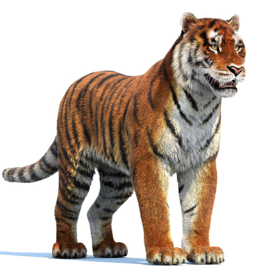 Tiger Fur 3D Model PROmax3D - 1