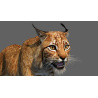 Lynx Lynx: Lynx 3d Model Animated for Download - 139$ 