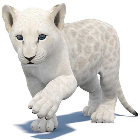 Rigged White Lion Cub 3D Model
