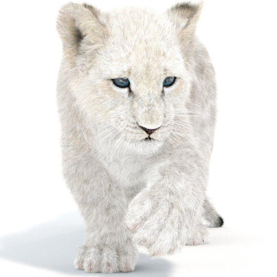 Rigged White Fur Lion Cub 3D Model
