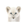 Lion Cub: Rigged White Fur Lion Cub 3D Model for Download - 249$ 