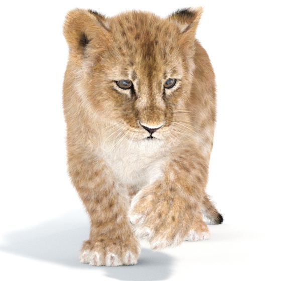 Rigged Fur Lion Cub 3D Model