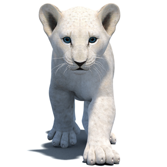 Animated White Lion Cub 3D Model