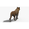 Big Cats: Animated Leopard and Panther 3D Model for Download - 139$ 