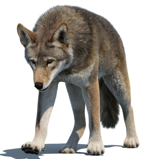 Animated Furry Red Wolf 3D Model PROmax3D - 1