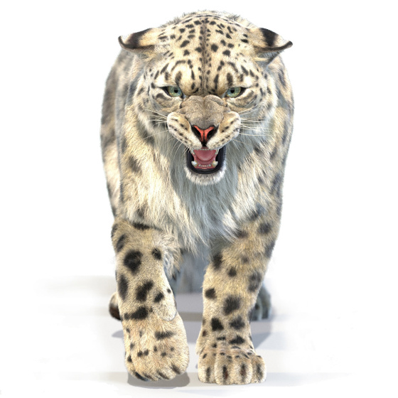 Snow Leopard 3D Model Animated