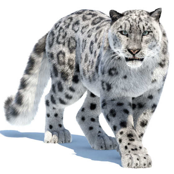 Snow Leopard Fur Animated 3D Model