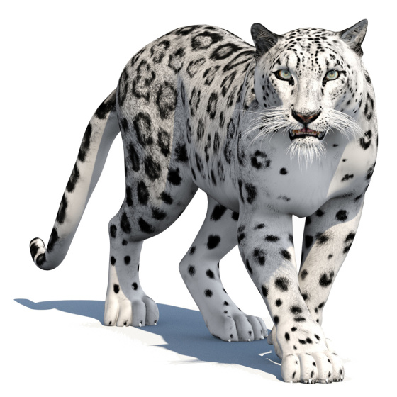 Animated Snow Leopard 3D Model PROmax3D - 1