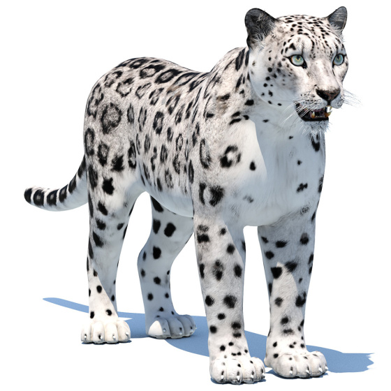 Snow Leopard 3D Model PROmax3D - 1