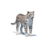 Snow Leopard: Snow Leopard 3D Model for Download - 49$ 