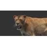 Lioness: Animated Lioness 3D Model Fur for Download - 179$ 