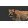 Lioness: Animated Lioness 3D Model Fur for Download - 179$ 
