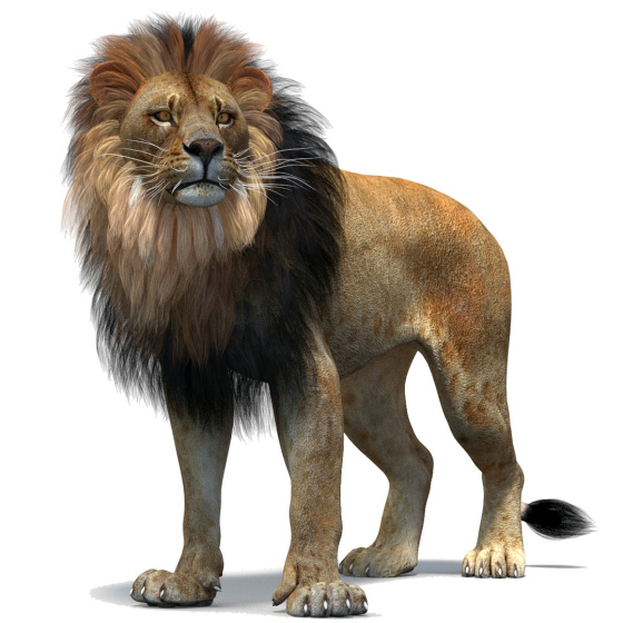 Rigged Lion 3D Model