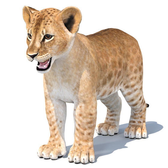 Lion Cub: Lion Cub 3D Model for Download - 149$ 