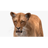 Animated Lioness 3D Model