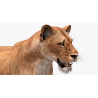 Animated Lioness 3D Model