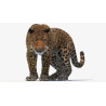 Leopard Animated Furry 3D Model