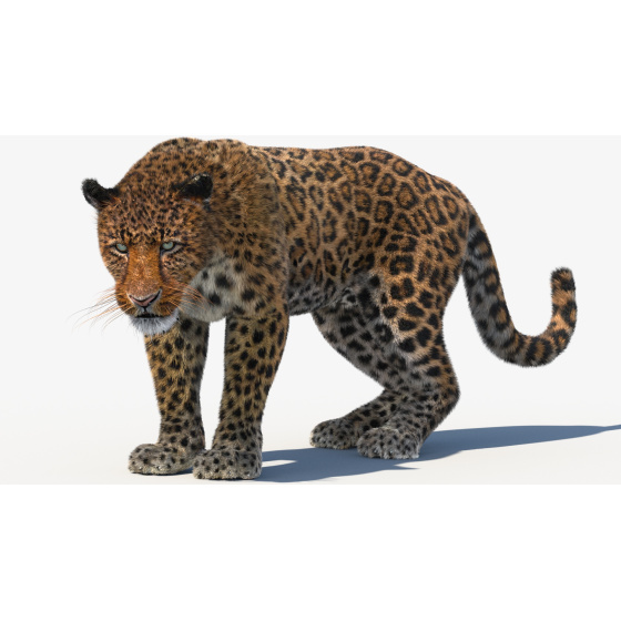 2. Tiger Cub 3D Model for Download - 179$