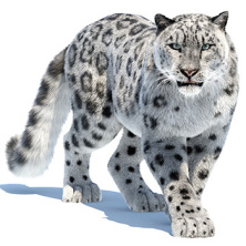 Snow Leopard 3D Models for Download | PROmax3D