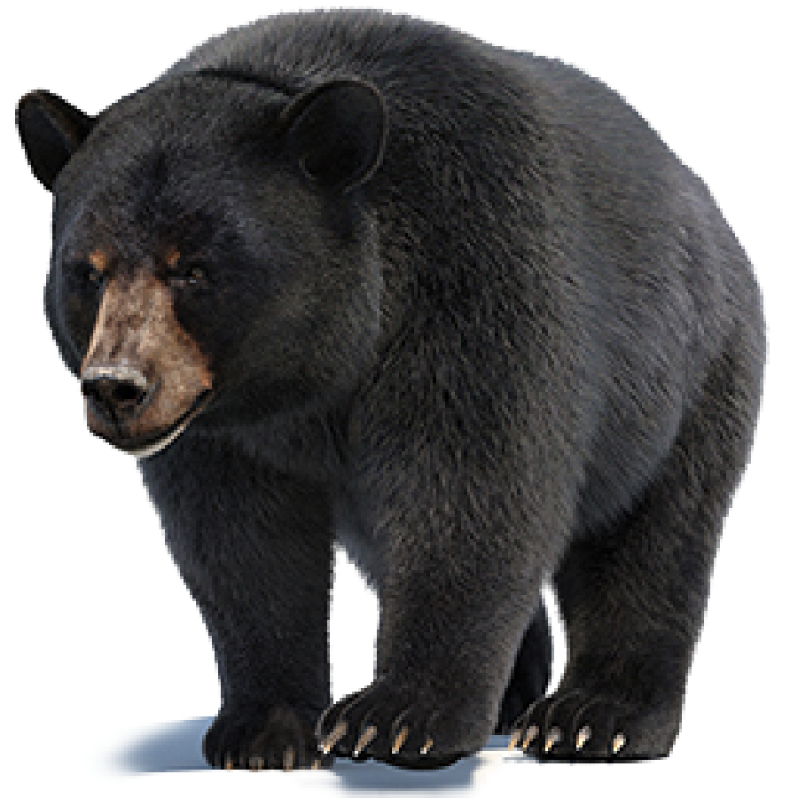 Black Bear 3D Models for Download | PROmax3D