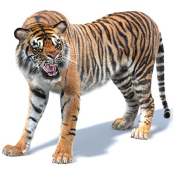 Tiger 3D Models for Download | PROmax3D