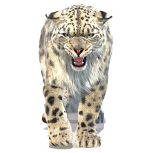 Animated Snow Leopard 3D Models for Download | PROmax3D