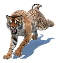 Animated Tiger 3D Models for Download | PROmax3D