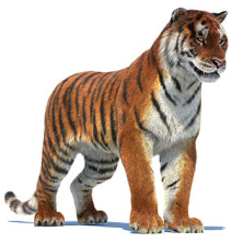 Tiger 3d Models Rigged for Download | PROmax3D