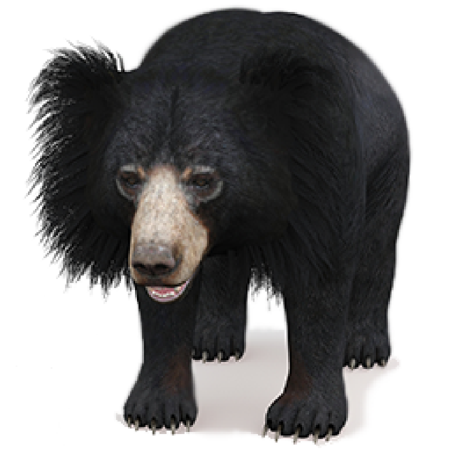 Sloth Bear 3d Model for Download | PROmax3D