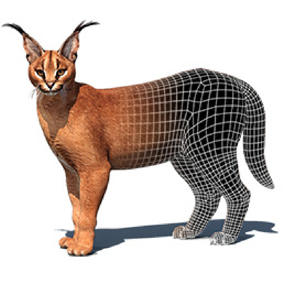 Caracal 3D Models for Download | PROmax3D