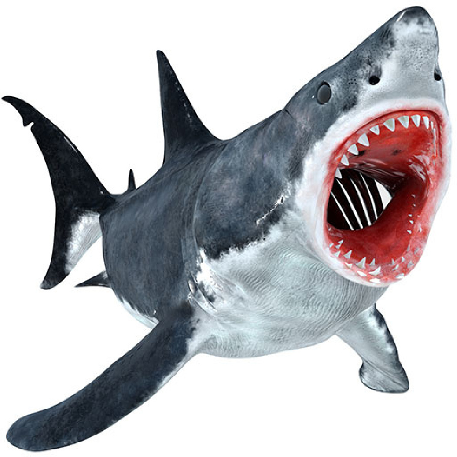 Great White Shark 3D Models for Download | PROmax3D