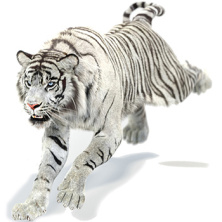 White Tiger 3D Models for Download | PROmax3D