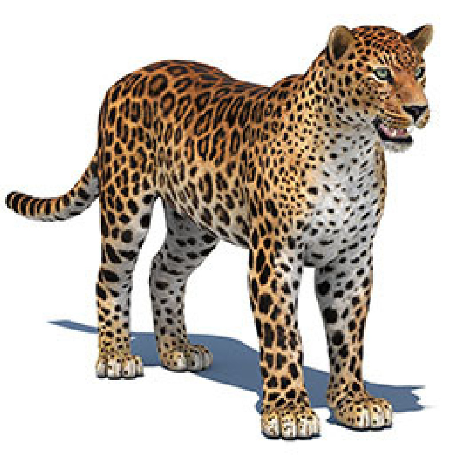 Leopard 3D Models for Downloads | PROmax3D