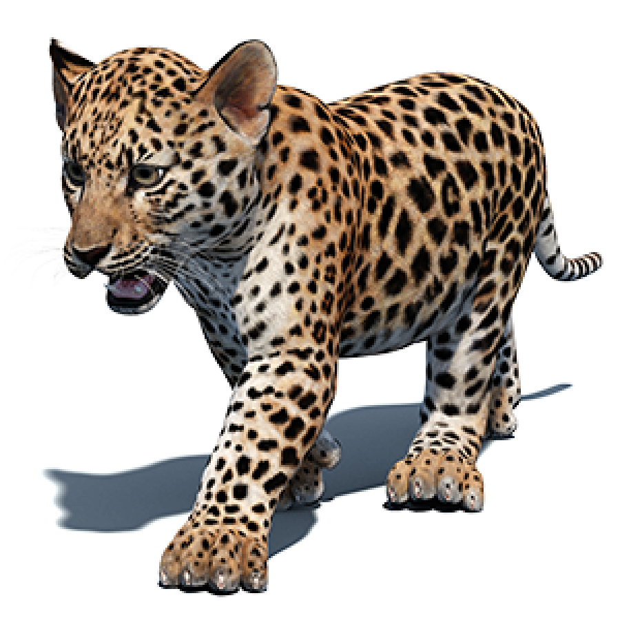 Leopard Cub 3D Models for Download | PROmax3D