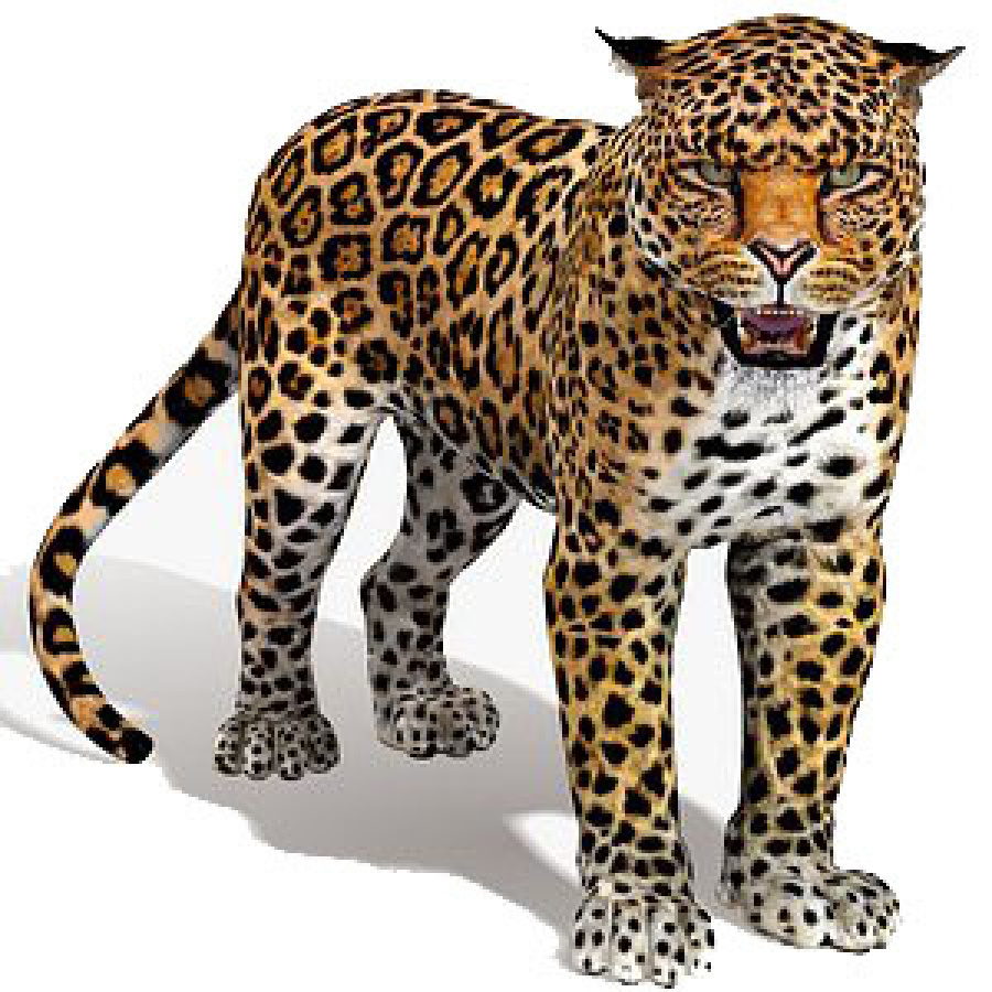 Jaguar 3D Model