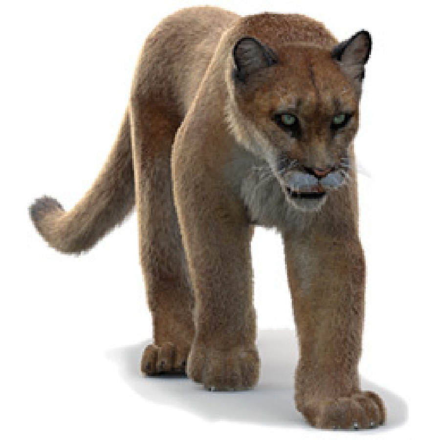 Mountain Lion 3D Models for Download | PROmax3D