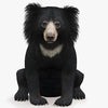 Sloth Bear 3D Models