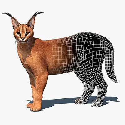 Featured 3D Models