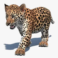 Realistic Leopard Cub 3D Models for Download