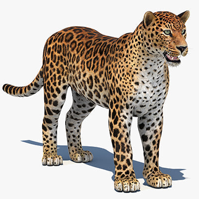 Realistic Amur Leopard 3D Models for Download