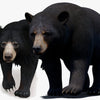 Animated Bear 3D Models
