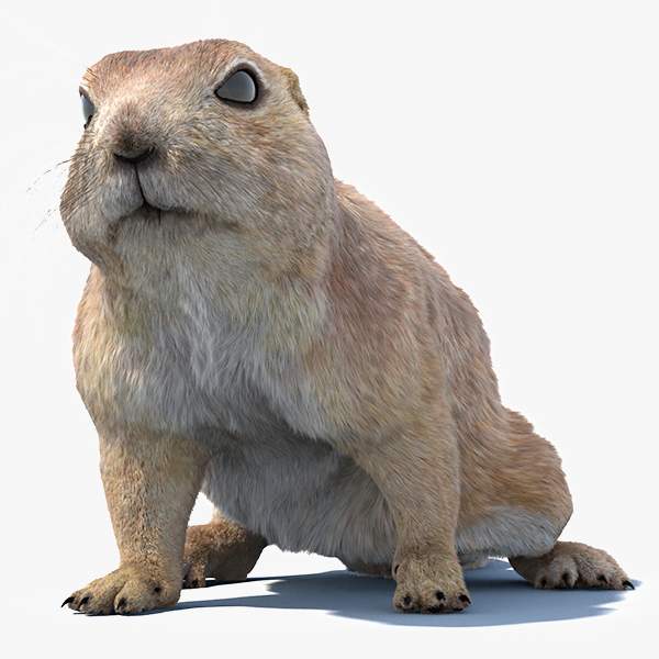 Rodent 3D Models for Download