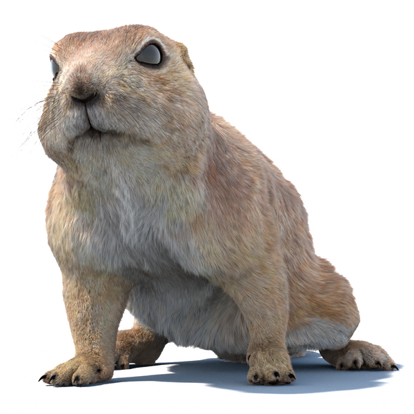 Rodent 3D Models – Realistic, Rigged, Animated