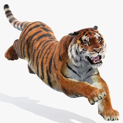 Siberian Tiger 3D Models