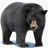 Modèles 3D d’ours