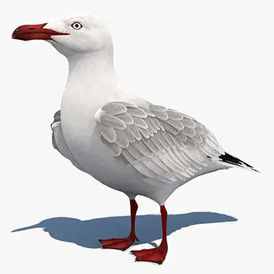 Premium Bird 3D Models for Download