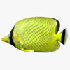 Butterfly Fish 3D Models