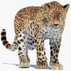 Leopard 3D Models