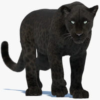 3D render of a black panther model with groomed fur in a standing pose – panther collection cover